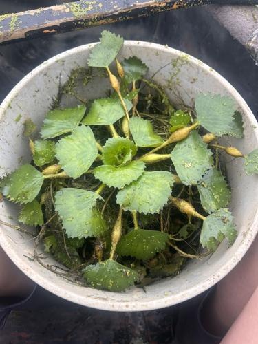 Spartansburg Scene: Invasive water chestnut discovered in Clear Lake