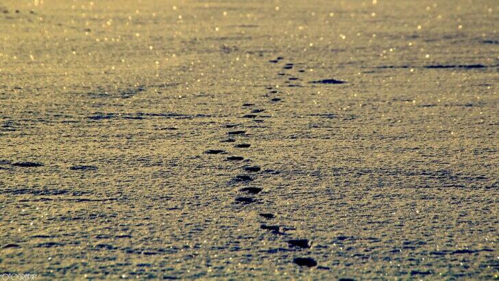 Amazing Animal Tracks You Might Find on a Trail - NewsBreak