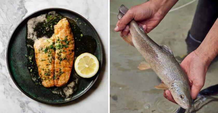 17 Premium Fish Varieties Justifying Their Price Tag - NewsBreak