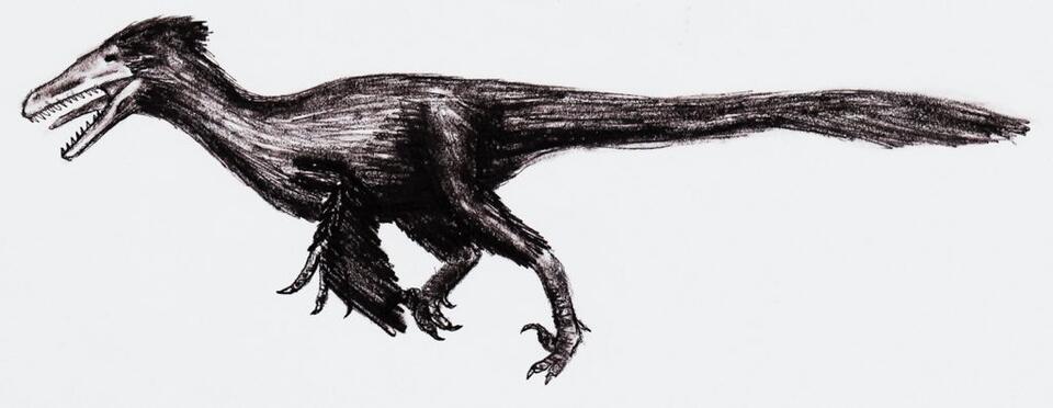 What Did Velociraptors Really Look Like? Hollywood Got It Wrong - NewsBreak