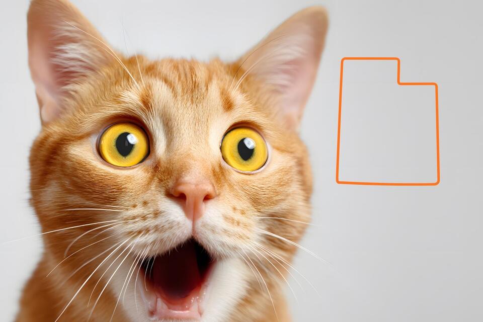 How to Know if a Utah Cat Is a Pet or Wild - NewsBreak