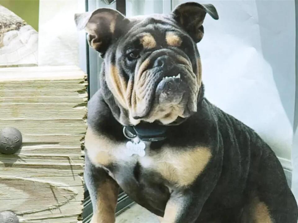 ‘I am extremely heartbroken for Ralph’: Dog disappears from boarding ...
