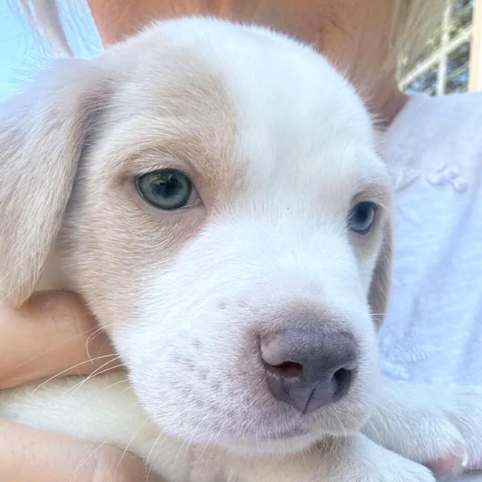 🐶 Playful & Gentle Dogs Ready for Adoption in Apex, NC - NewsBreak