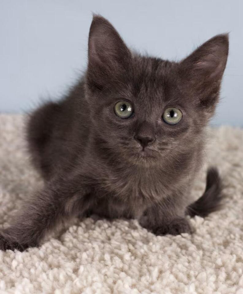 playful-baby-cats-waiting-for-loving-homes-in-gilbert-az-newsbreak