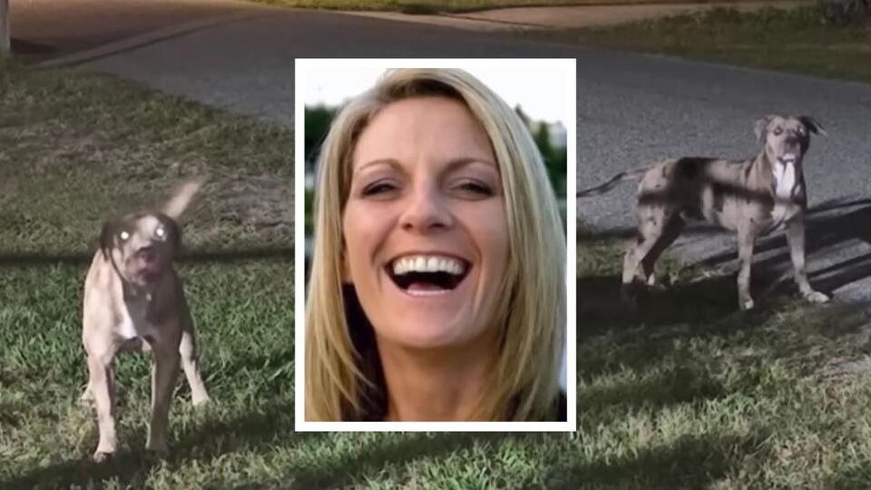 After a Deadly Dog Attack, Authorities Find Three More Dogs Dead at ...
