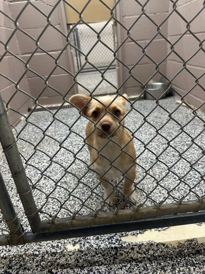Dog found and held at Bowie Animal Shelter - NewsBreak