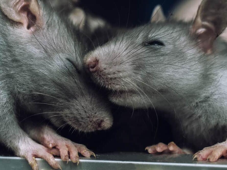 How Long Can Rats Hold Their Breath?