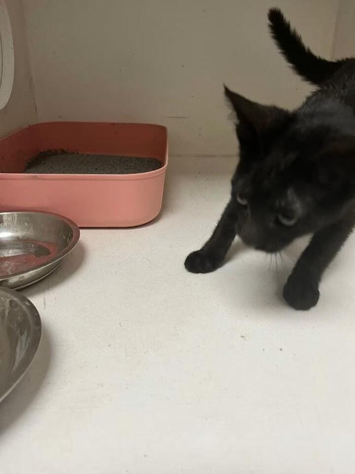 🐱 Adoptable Cats in Benton, AR — Kittens & a Handsome Adult - NewsBreak