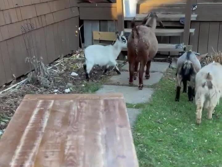 It’s impossible to restore furniture with these cute little tools