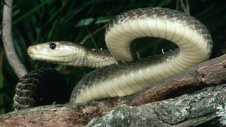 Venomous black mambas filmed fighting over mate outside bedroom window ...