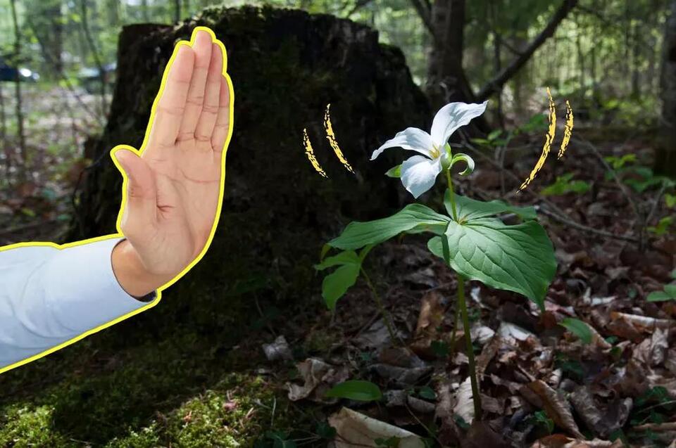 It’s Illegal To Pick This Flower in New York State NewsBreak