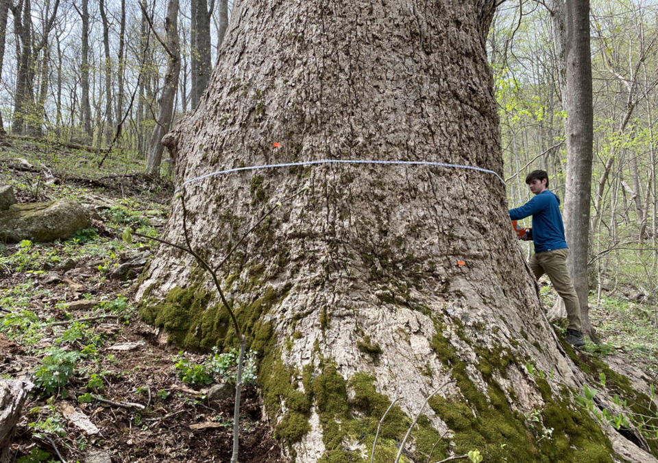 Documenting and preserving Virginia’s largest, most revered trees ...