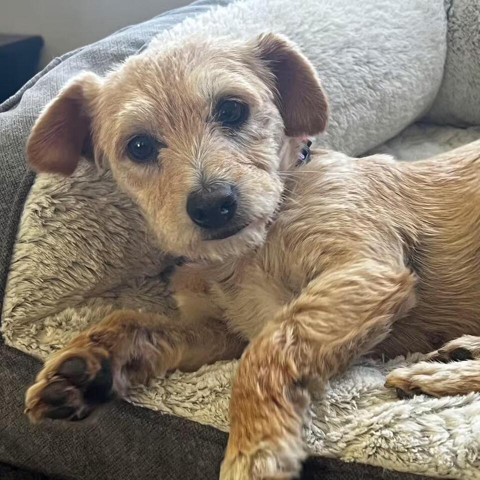 🐶 Playful, Gentle & Loyal Dogs Ready for Adoption in Rochester MN ...
