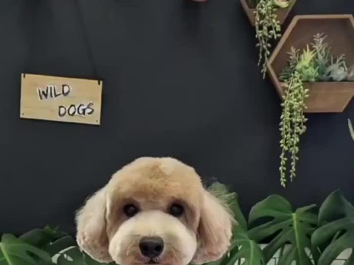 to find me，I am dog groomer Sarah Wang🤗🫰🥰💕 Sarah W Dog