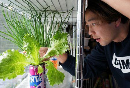 Homegrown veg, cheap substitutes: Japanese get creative to fight ...