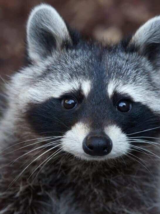 10 of Nature’s Best Thieves That Steal for Survival