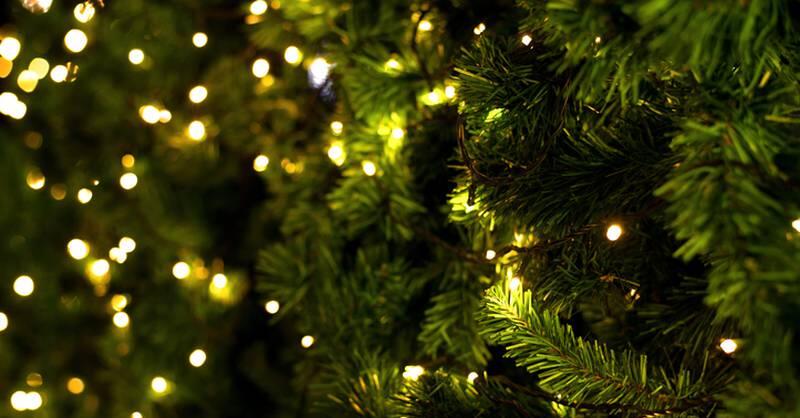 Forevergreen Program Encourages Locals To Purchase Live Christmas Trees To Plant In Parks Newsbreak