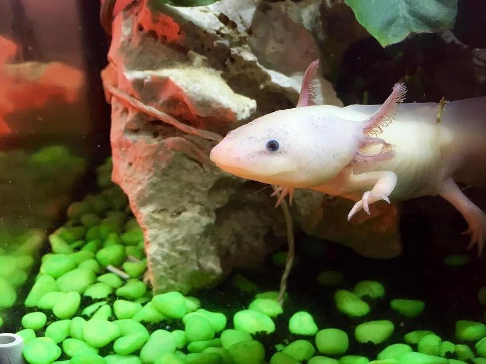 Can You Own an Axolotl in Connecticut? Here’s What State Law Says ...