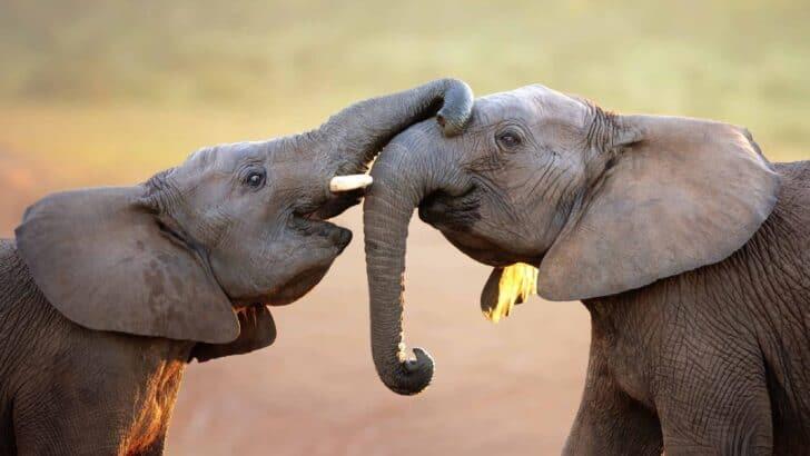 What a Trumpet, Rumble, or Roar Means in Elephant Language - NewsBreak
