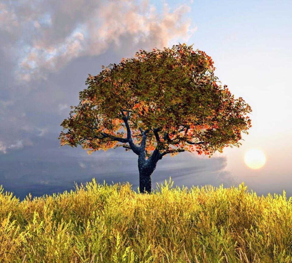 Trees are part of the climate solution – but not the whole answer ...