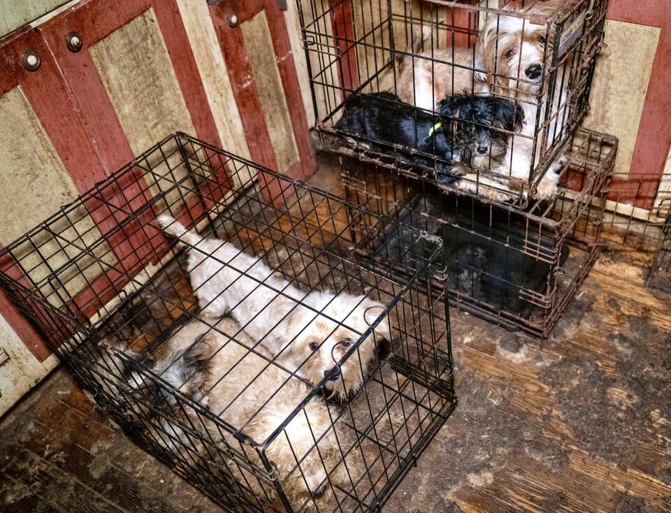 Over 100 Dogs Rescued From Alleged Neglect At Breeder’s Home In ...