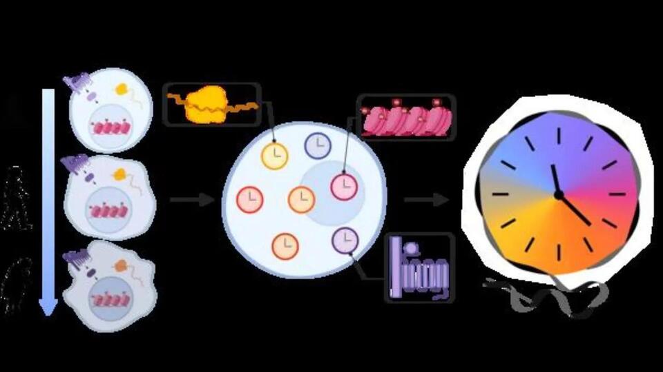 Reprogramming Gene Expression Networks Could Reverse Biological Aging ...
