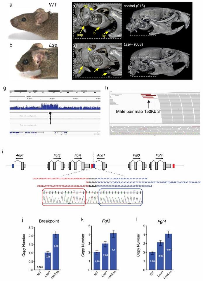 The spontaneous mouse mutant low set ears (Lse) is caused by tandem ...