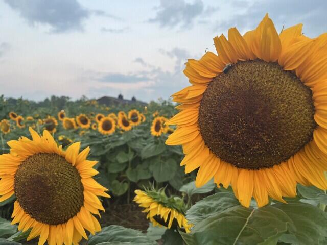 Sunflowers in bloom at Deep Roots Produce in Alto - NewsBreak