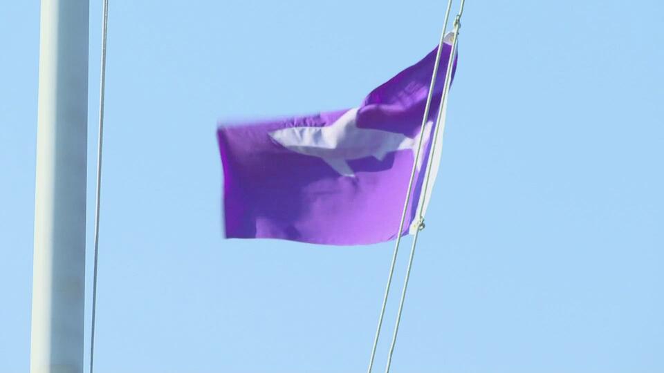 Maine lobsterman captures rare encounter with great white sharks - NewsBreak