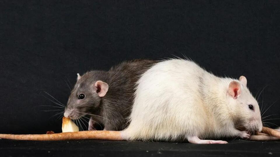 Rats Ravage $800 Meat Package in USPS Delivery to NYC Shop - NewsBreak
