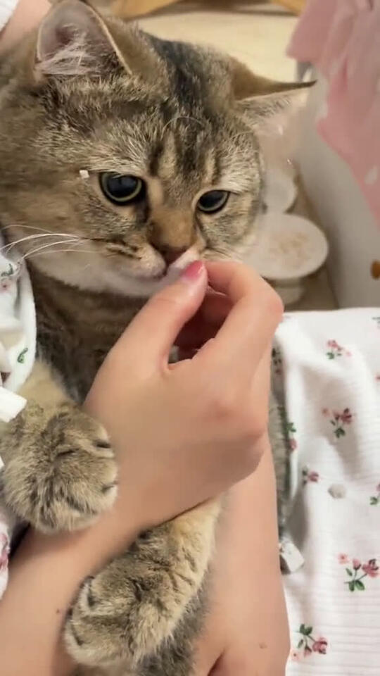 funnycat cuteanimals capcut catsoftiktok cat 31408 #Scoopz