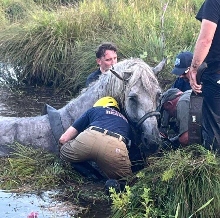 Horse rescued after getting stuck in Thompson swamp Monday evening ...