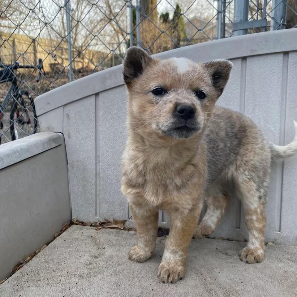 🐶 Playful, Gentle & Loyal Dogs Ready for Adoption in Madison - NewsBreak