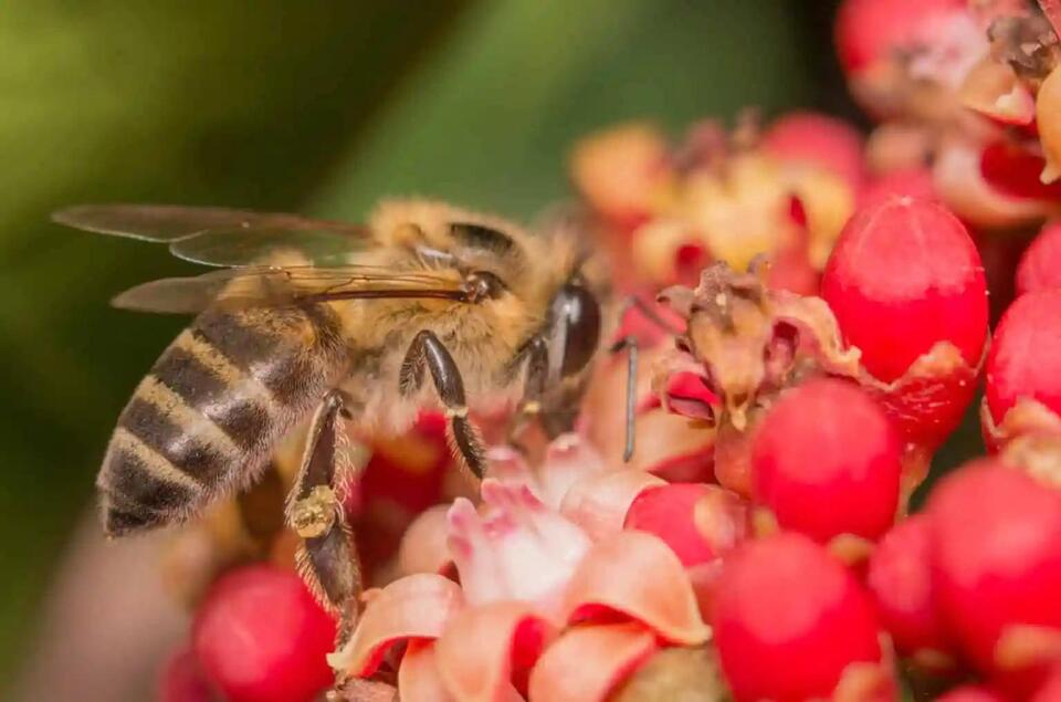 North Carolina’s Most Common Stinging Insects: What You Need to Know ...
