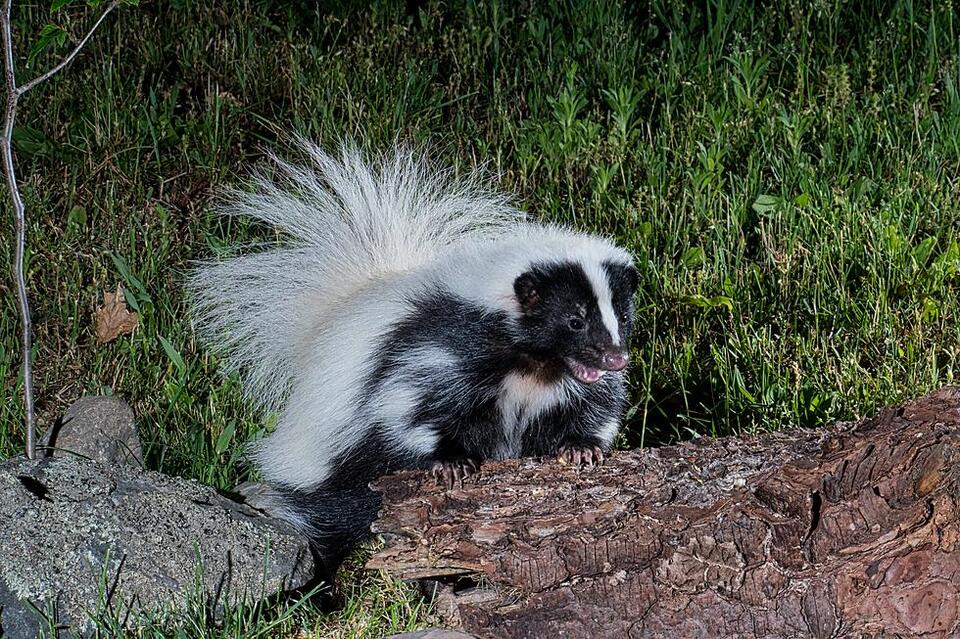Middlefield, New York Skunk Tests Positive For Rabies - NewsBreak