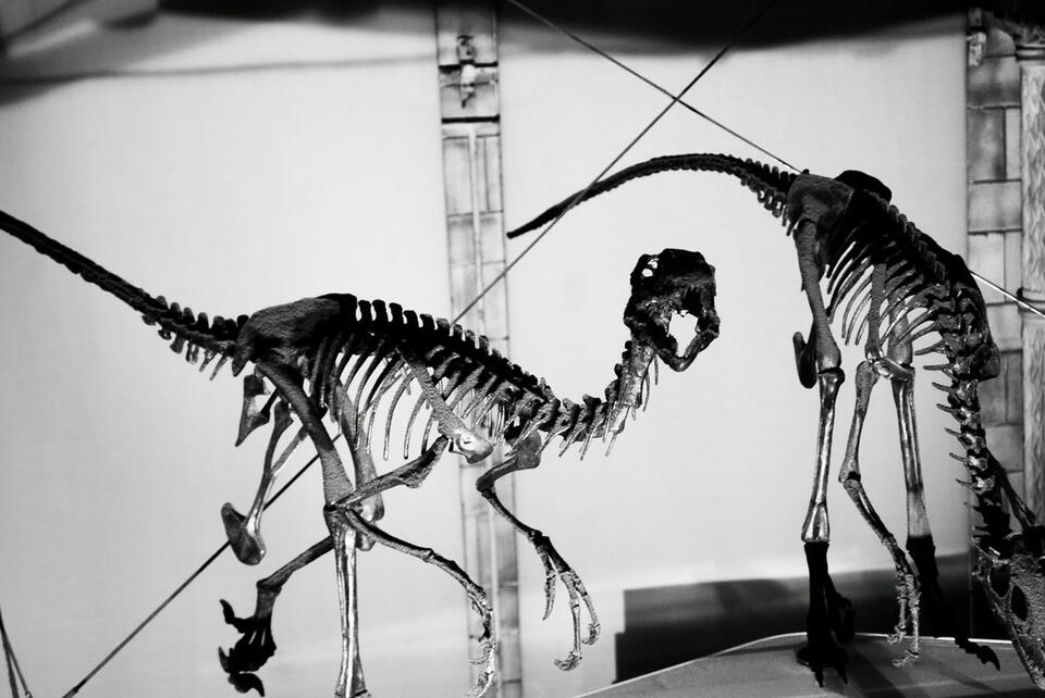 How Bones Break Down in Air vs. Water: A Survival Timeline - NewsBreak