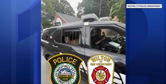 Owner of ‘suspicious’ goat found; animal released from police custody