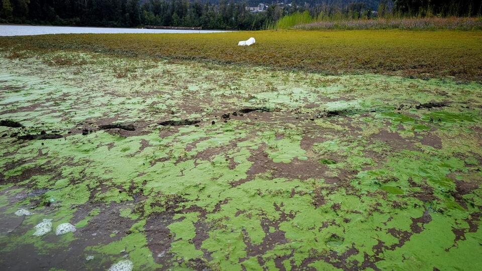“Worse Than Anything We’ve Ever Seen”: Toxic Algae in Ross Island Lagoon Troubles Scientists