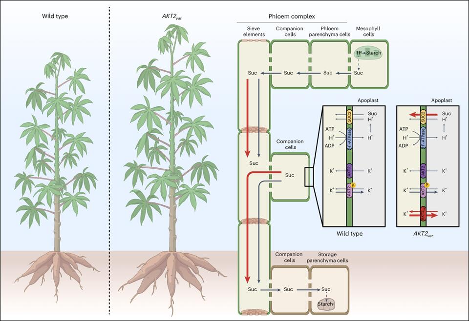 Engineering vascular potassium transport increases yield and drought ...