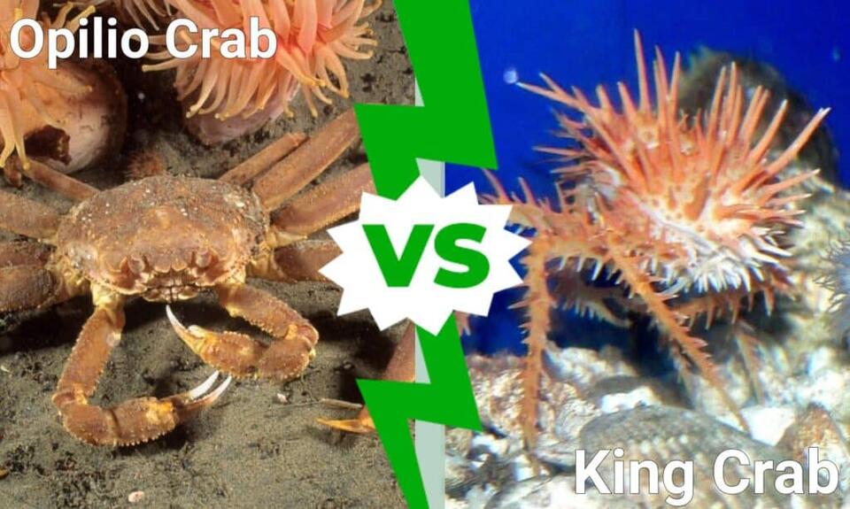 Opilio Crab vs King Crab: What Are 6 Key Differences? - NewsBreak