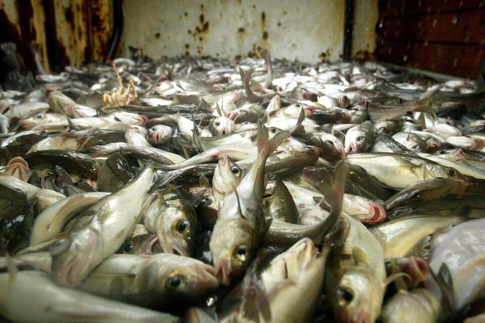 Hake and coley sustainability ratings are cut amid overfishing fears ...