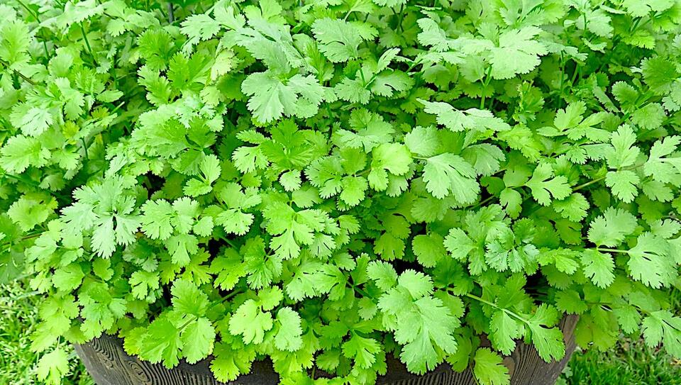 Cilantro named newest Texas Superstar plant - NewsBreak