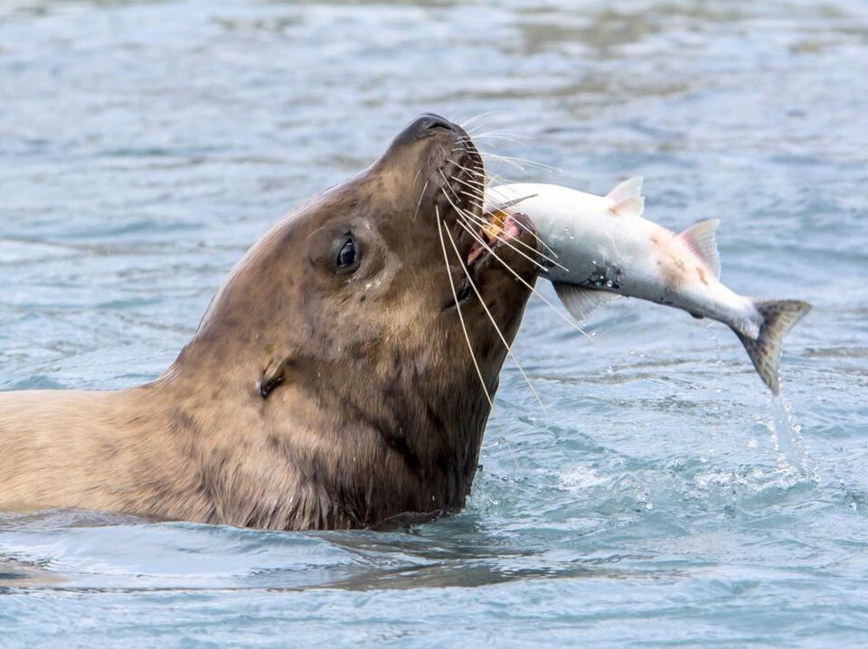 Ocean predators may need twice the prey when food quality drops - NewsBreak