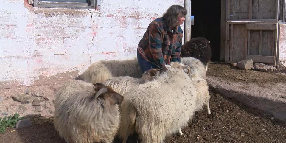 Douglas County farmer loses two dogs to rare fungal disease - NewsBreak