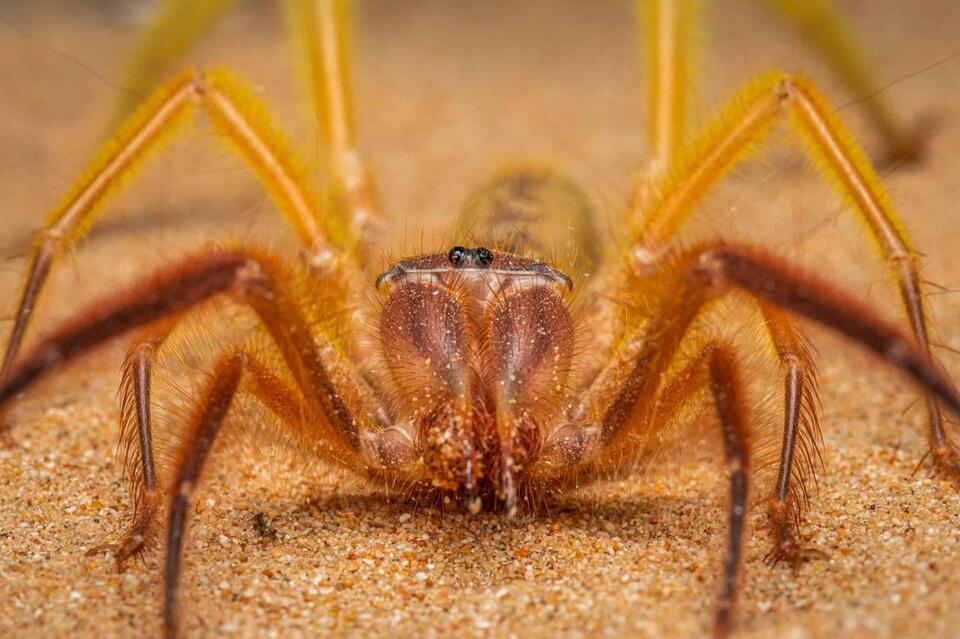 20 Animals That Live Under Rocks - NewsBreak