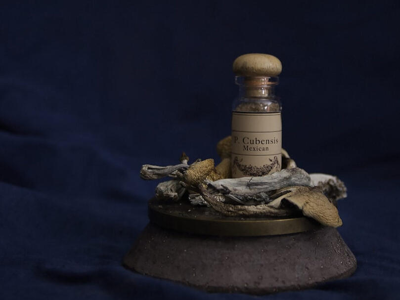 Psychedelic mushroom therapy centers in Denver A target for burglars?