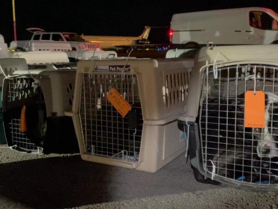 El Paso Animal Services partners with Dog is My CoPilot to transport