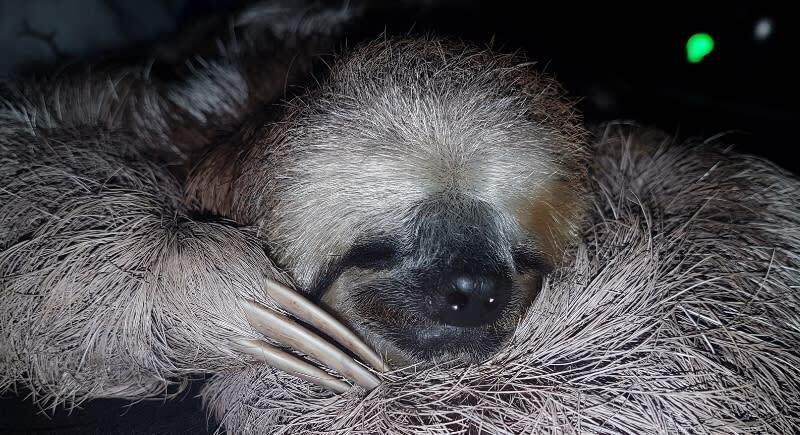 Facts About Sloths That Will Make You Envious - NewsBreak