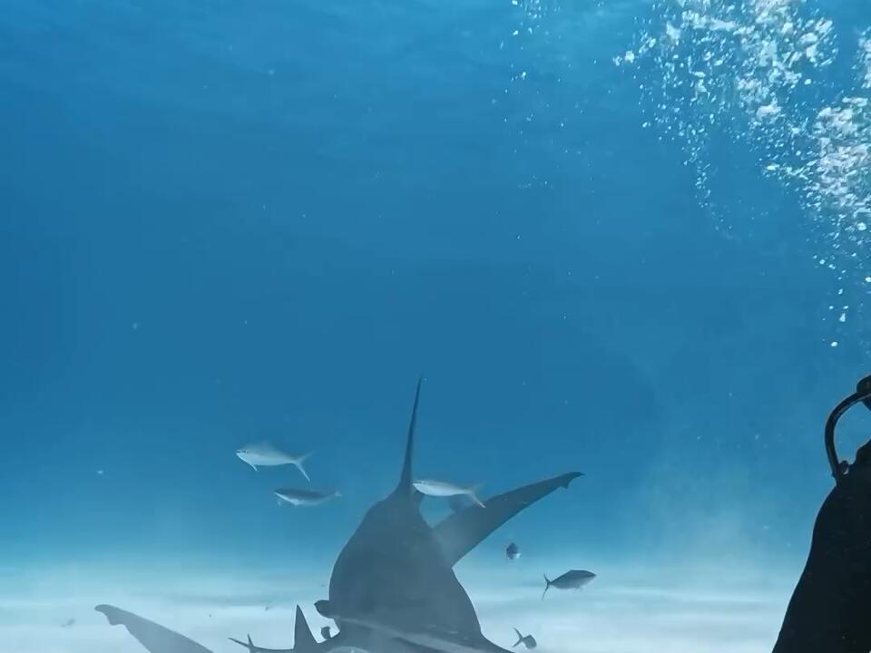 One of the biggest thrills swimming with sharks, especially when this big hammerhead comes up! 