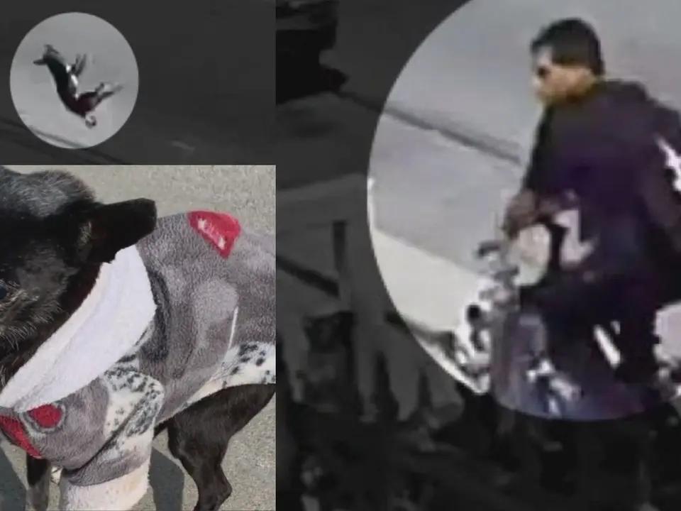 Man murders 17yearold chihuahua in Inglewood